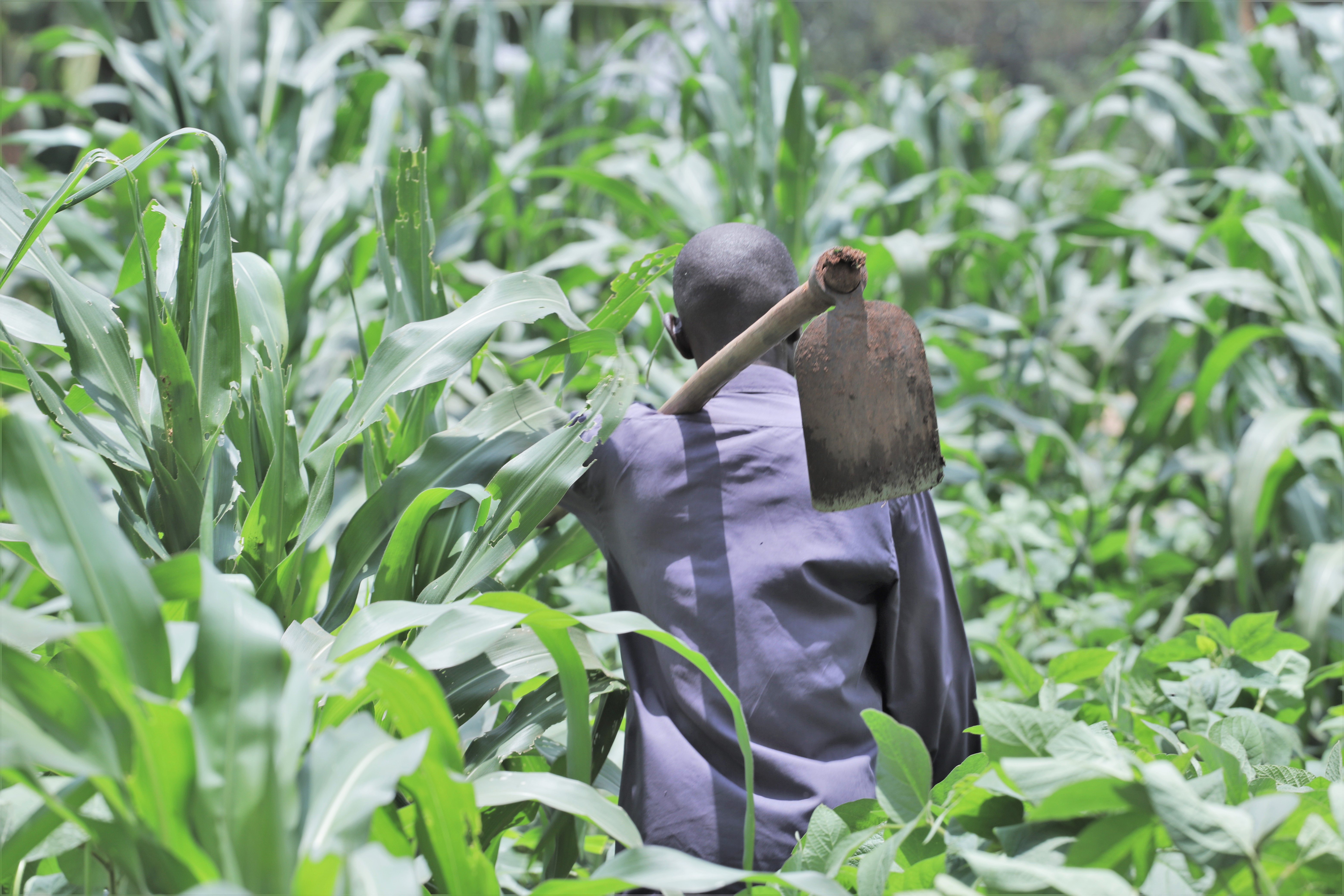SUPPORTING SMALLHOLDER FARMERS TO ACCESS LAST MILE QUALITY INPUTS